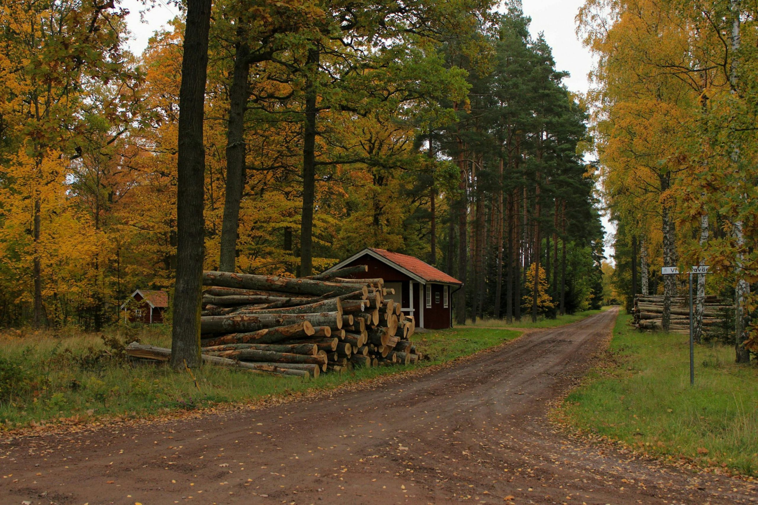 Pile of Cut Tree Trunks Next to a Dirt Road Through the Forest at Autumn